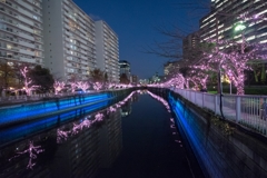 「目黒川イルミネーション」DSC_5899