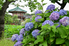 ［弁天堂とアジサイ」DSC_3686_00001
