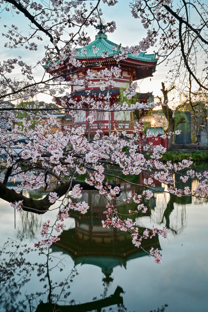 「弁天堂と桜」