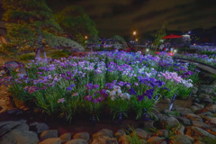 「花菖蒲の園」N635