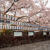 「雪降る浅草寺」-2