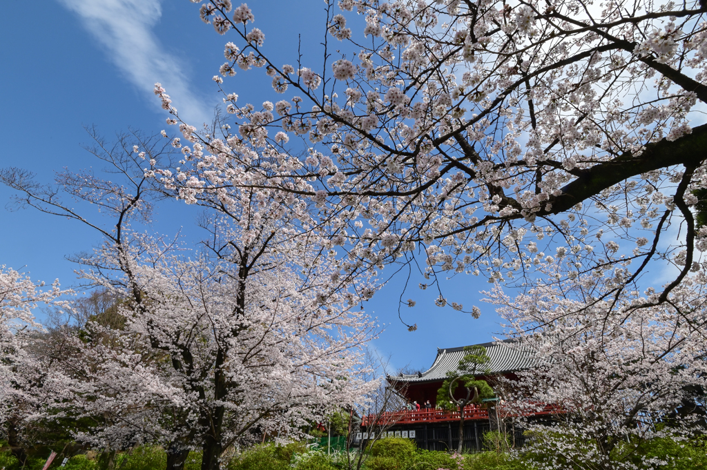 「上野公園の桜満開」-2