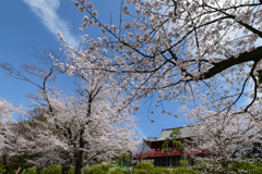 「上野公園の桜満開」-2