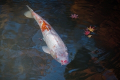 ［５４］「水面の秋」DSC_2796