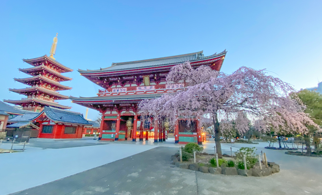 「浅草寺 桜」-2