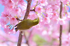 「満開の大寒桜とメジロ」