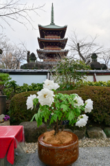 「上野東照宮ぼたん苑」