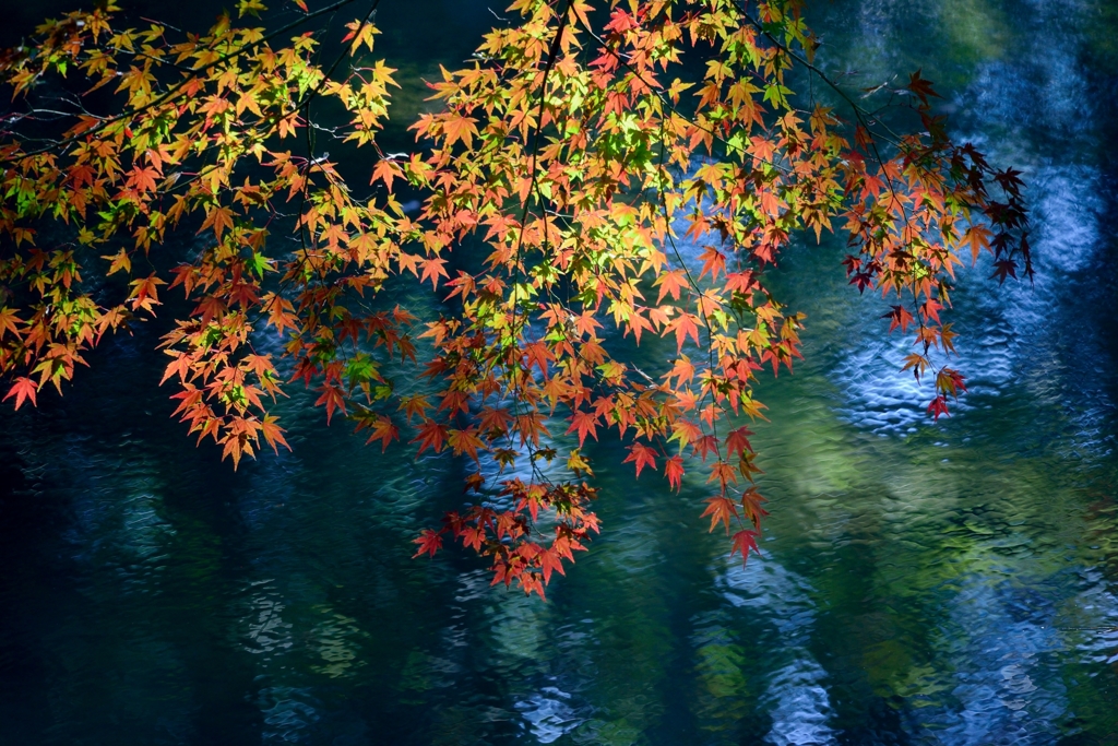 「水面に紅葉」-5