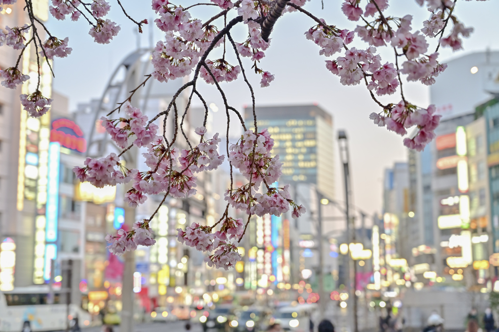 「大寒桜咲く」-2