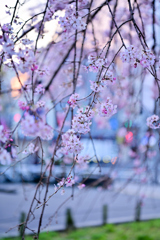 「枝垂桜」