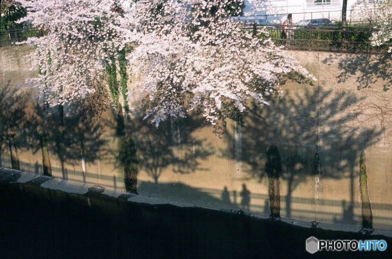 ［４］「日時計」E03-32「桜」’石神井川）2003_03