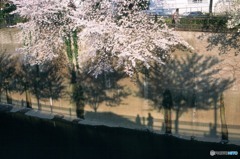 ［４］「日時計」E03-32「桜」’石神井川）2003_03