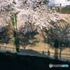 ［４］「日時計」E03-32「桜」’石神井川）2003_03