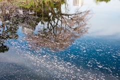 ［３３］「水面に散る」