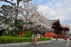 「桜満開　春到来」（その１）