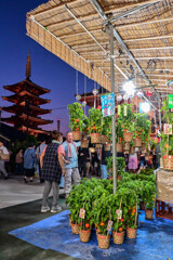 「ほおずき市」-5