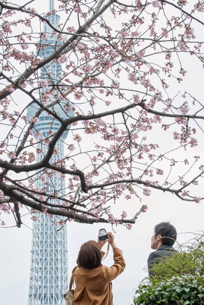 「桜咲く」