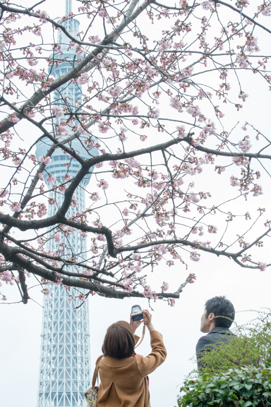 ［９］「桜咲く隅田公園」