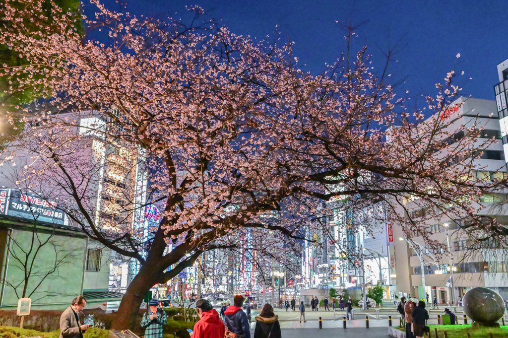 「桜咲く」