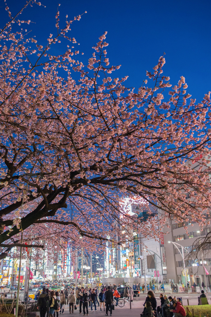 「上野公園入り口の大寒桜」