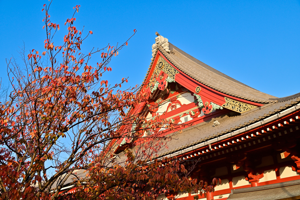 「色づく浅草寺」