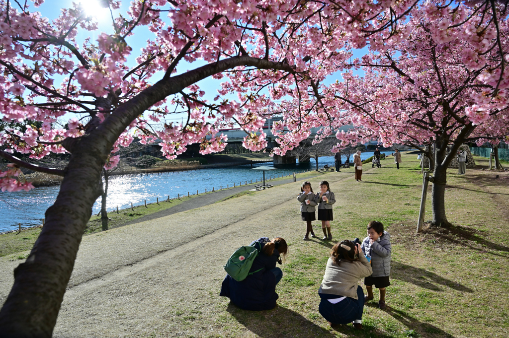 「桜の木の下で」