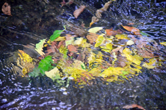 ［１４］「秋の彩」