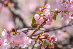「上野公園・大寒桜」