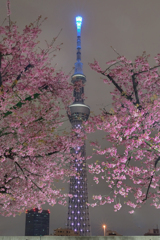 「大寒桜と東京スカイツリー」-良
