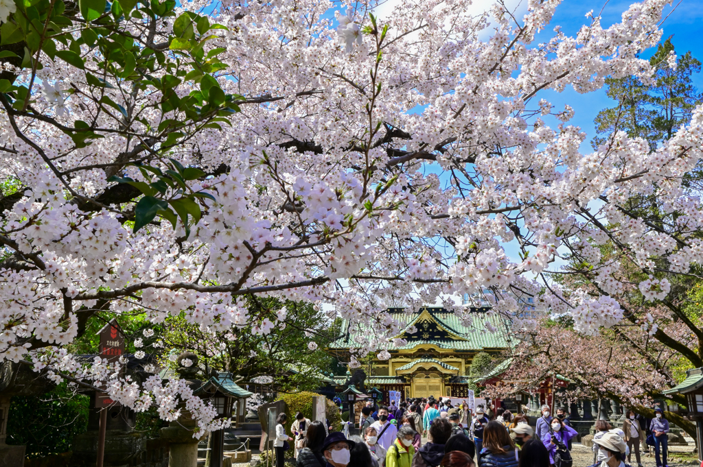 「春爛漫の上野東照宮」