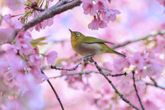 「満開の大寒桜とメジロ」-2