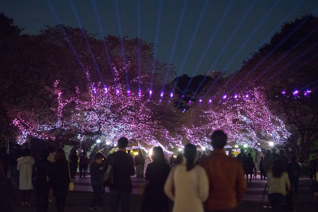 「桜ライトアップ」9771