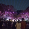 「桜ライトアップ」9771
