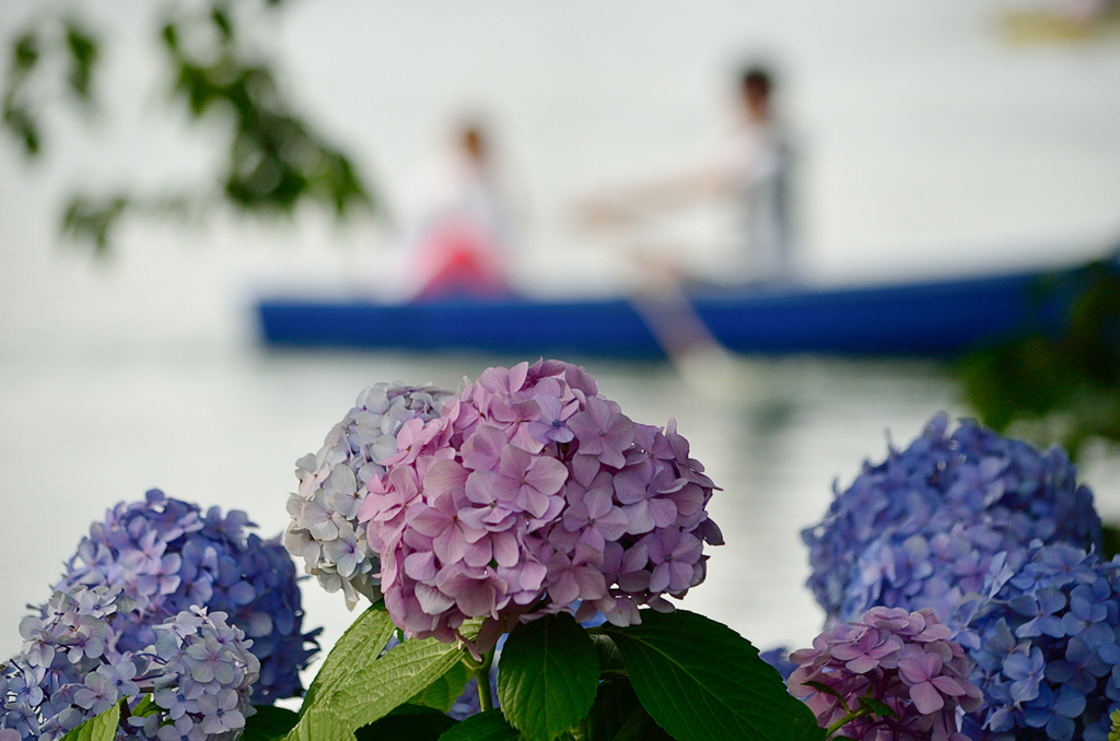 「紫陽花の花咲く頃」300613