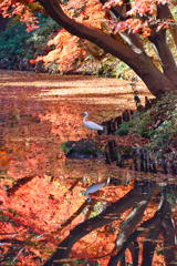 ［１６］「六義園の秋」