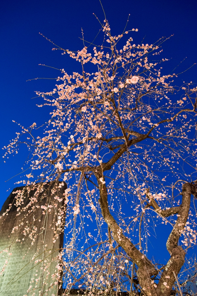 ［４８］「梅・湯島天神」140221_01