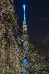 「枝垂桜と東京スカイツリー」