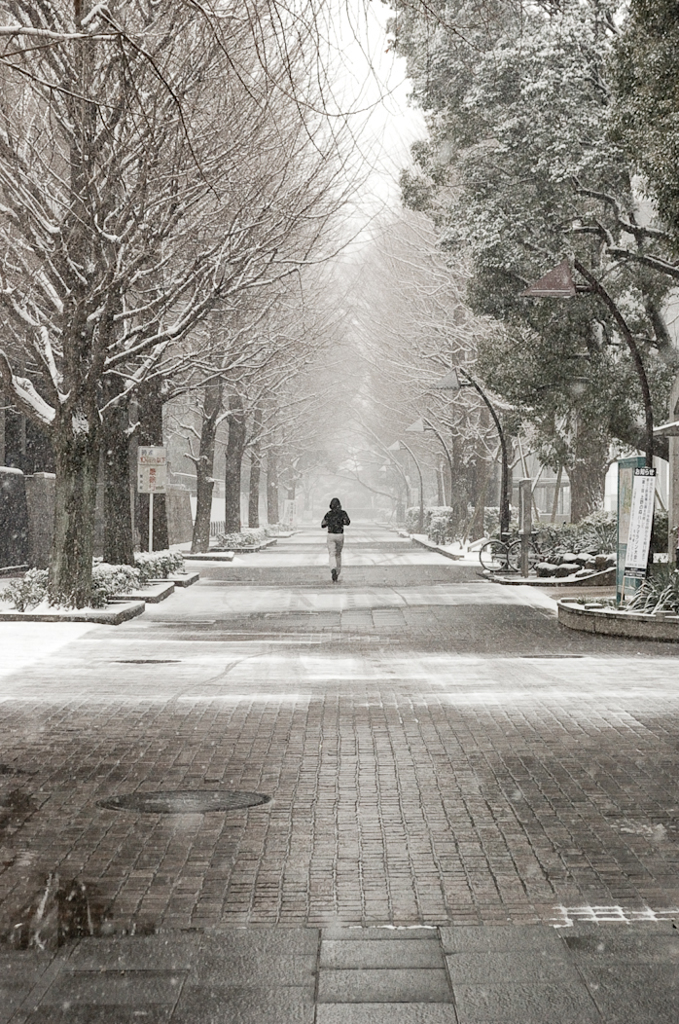 ［４４］「雪化粧」