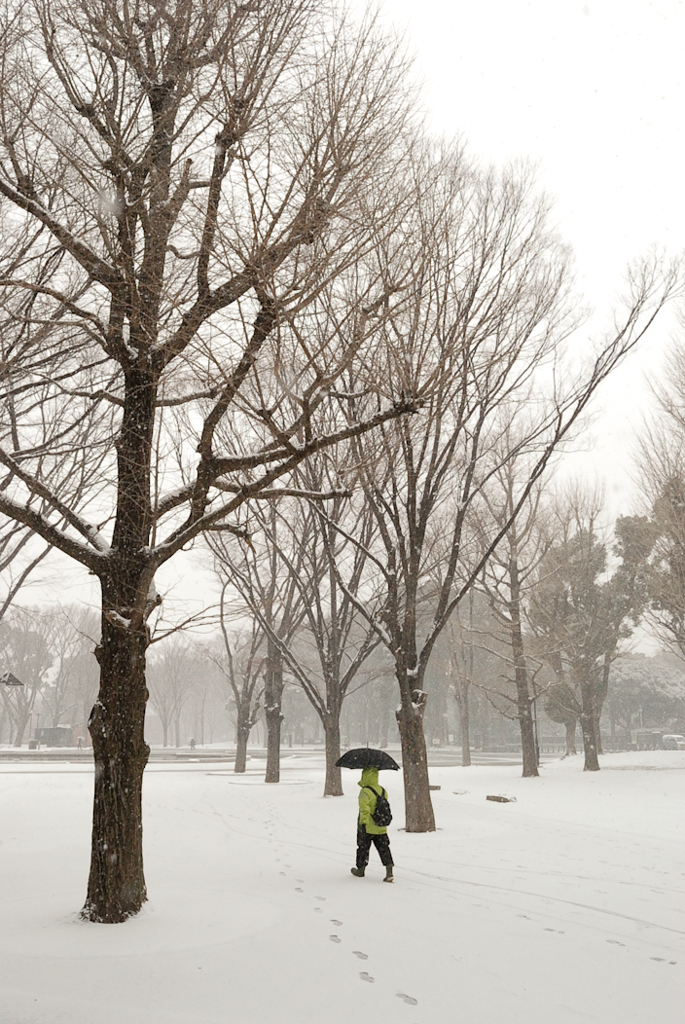 ［３９］「雪化粧」
