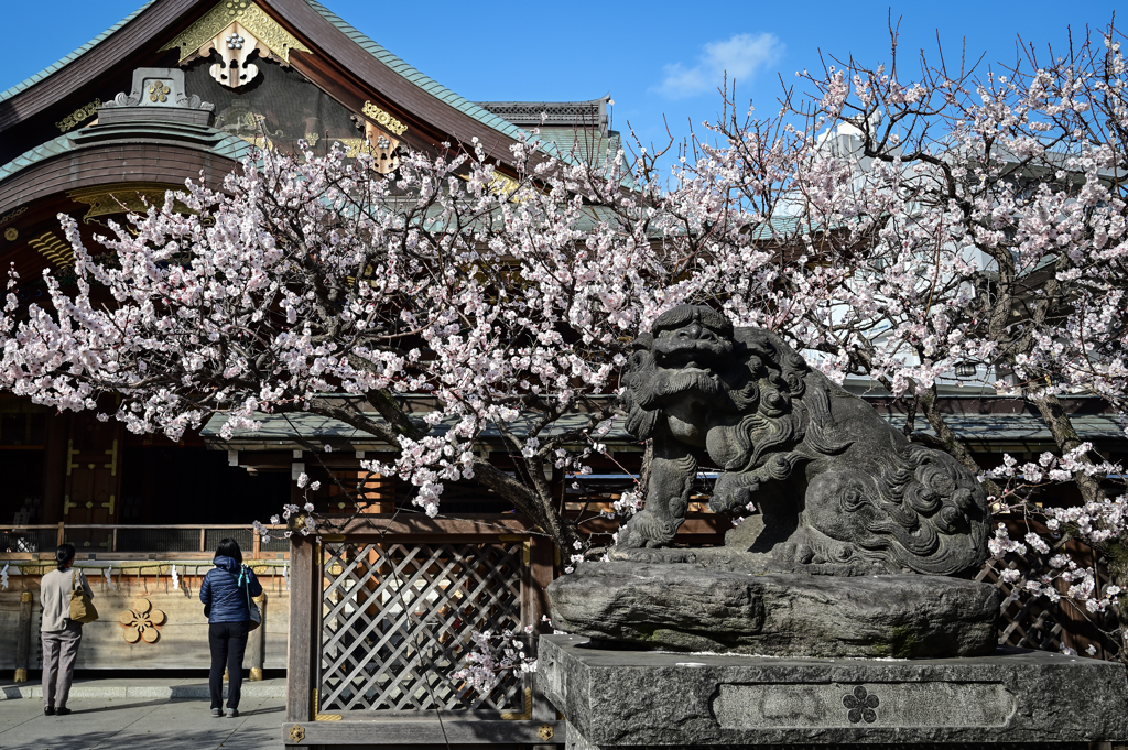 「湯島天神・梅」