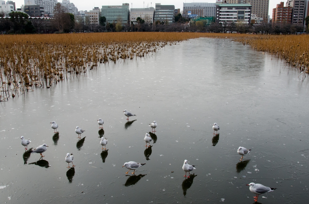 「氷の張った不忍池不忍池」7999