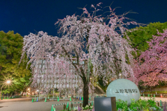 「上野公園入り口の枝垂桜満開」