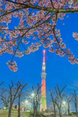 「河津桜と東京スカイツリー」