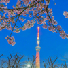 「河津桜と東京スカイツリー」