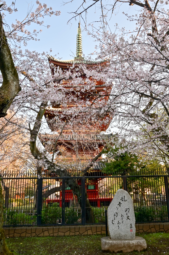 「桜満開の上野公園」