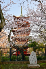 「桜満開の上野公園」