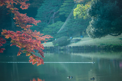 「六義園の紅葉」