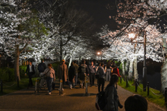 「夜桜花見」