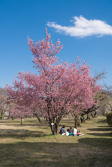 「桜の木の下で」