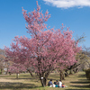 「桜の木の下で」